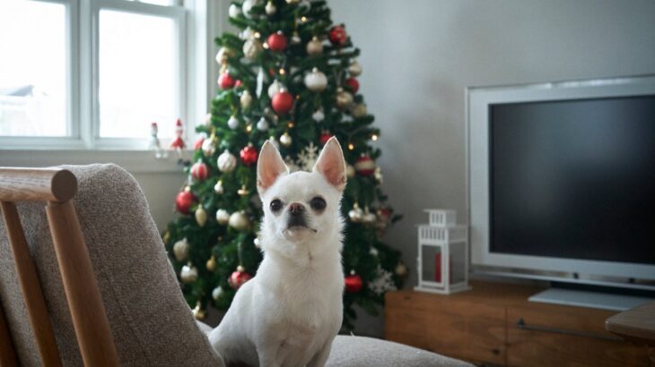 愛犬の留守番中は電気やテレビをつけておくべき？急な変化をさせないことが重要(ブログ)