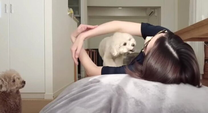 ママさん考案『愛犬ホイホイ』腕の中に飛び込むトイプーさんが可愛すぎると話題に♡(ブログ)