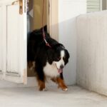 『散歩が好き過ぎる犬』が見せる3つの行動！満足してもらうために飼い主がすべき”散歩の工夫”とは？(ブログ)