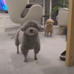 トイプードル2匹と暮らすとどうなるの？仲良しコンビのありのままの日常に「性格の違いがまた素敵」(ブログ)