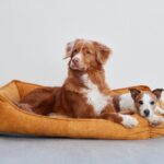 高齢犬の負担になる『間違ったベッド』の選び方３つ！必ず見直すべきポイントや環境の整え方とは(ブログ)