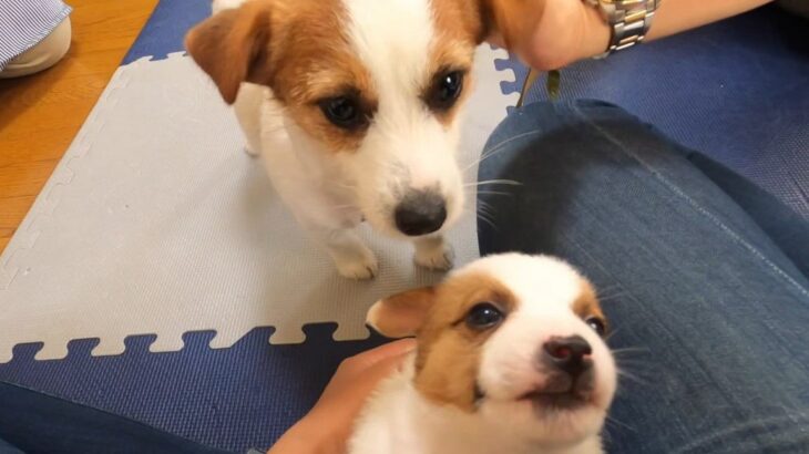 生まれて1ヶ月半の子犬とお兄ちゃんワンコの初対面　しっぽフリフリして挨拶する姿に「可愛いが渋滞してる」「感慨深い」の声(ブログ)