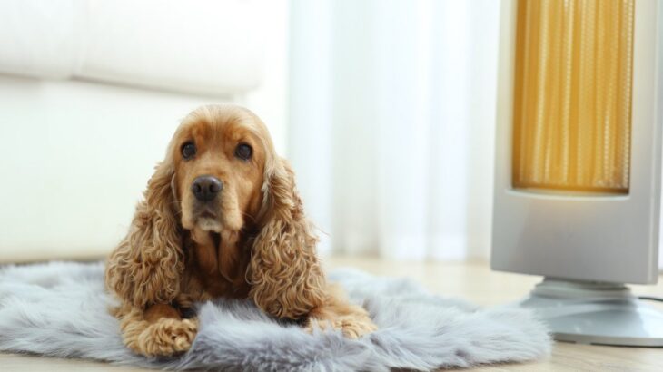 犬が亡くなる危険も。絶対にしてはいけない『寒さ対策』5選　やるべき防寒方法とは？(ブログ)