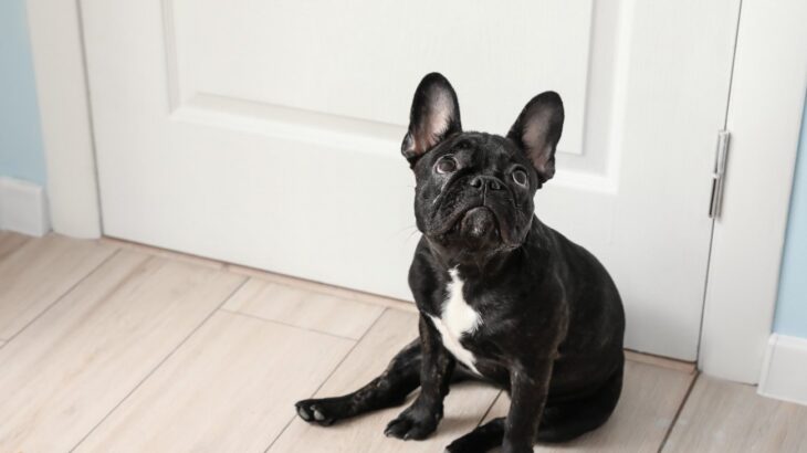 犬がお風呂やトイレで『待ち伏せ』してくる心理5選　飼い主が出てくるのを待っている理由が可愛すぎる…！(ブログ)