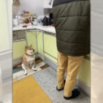 「座り方クセ強」キッチンでご飯を待つ柴犬さんがネット民の笑いをかっさらう(ブログ)
