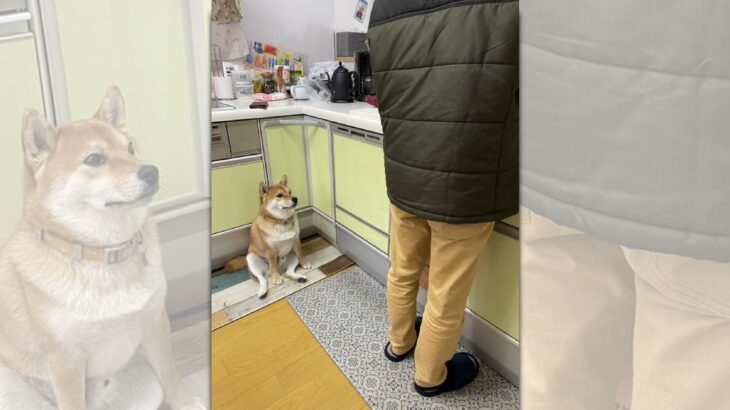 「座り方クセ強」キッチンでご飯を待つ柴犬さんがネット民の笑いをかっさらう(ブログ)