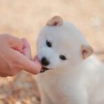 愛犬の甘噛み、放置してても大丈夫？考えられる2つのリスクと直すためにやるべきしつけ方(ブログ)