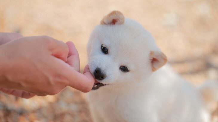 愛犬の甘噛み、放置してても大丈夫？考えられる2つのリスクと直すためにやるべきしつけ方(ブログ)
