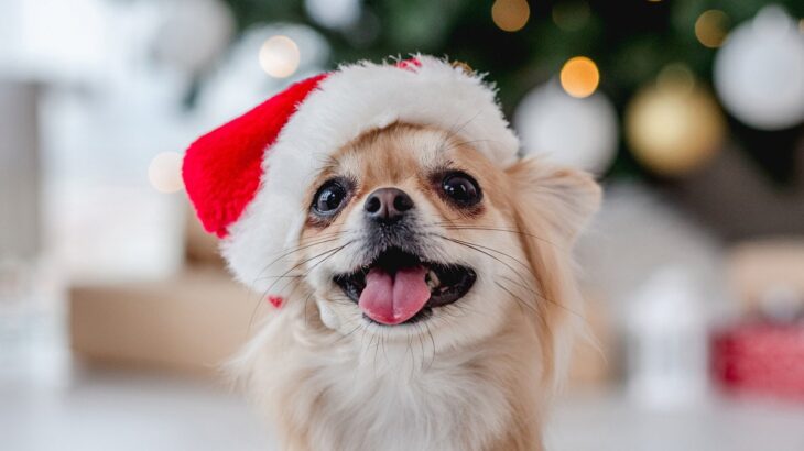 油断禁物！愛犬と過ごす『年末年始』に備えるべきことと知っておくべきこと4選(ブログ)
