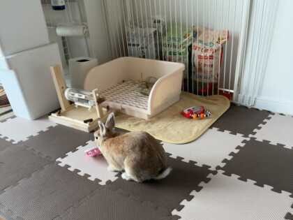 うさぎの体が喜ぶお部屋作り　その１(ブログ)
