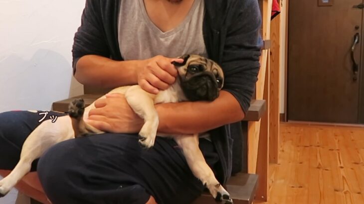 『オナラが止まらなくなる犬』が愛おしいと話題　125万再生を記録した脱力姿に「絶好調でなにより」「意識的にかましてて草」(ブログ)