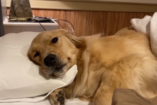 旅行先のホテルで真っ先に布団に入る犬　飼い主より早い『就寝準備』に134万人悶絶「人間みたい笑」「まくら挟んで激かわ」(ブログ)