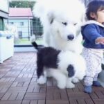 新入りパピーのベランダデビューに翻弄される超大型犬「世話を焼く姿が愛おしい」「わんぱくっぷりが可愛すぎる」(ブログ)