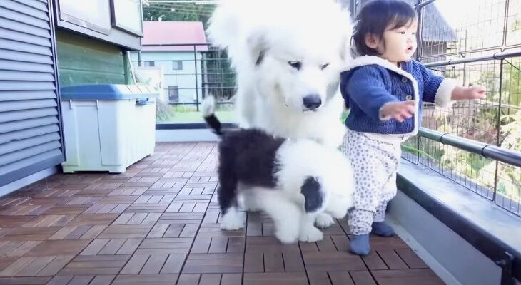 新入りパピーのベランダデビューに翻弄される超大型犬「世話を焼く姿が愛おしい」「わんぱくっぷりが可愛すぎる」(ブログ)