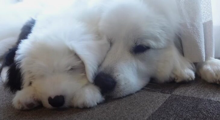 新入りパピーの愛が爆発♡満更でもない超大型犬「パピーに甘えてるwww」「一喝は迫力と優しさを感じる」(ブログ)