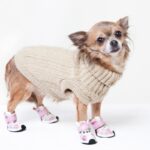 『寒さが苦手な犬種』4選！冬は絶対に注意すべき理由とすぐに始めるべき防寒対策とは？(ブログ)