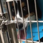 飼育放棄された元保護犬が優しいお姉さんになるまで…「涙が止まらない」「父ちゃんの愛が伝わる」生い立ちに70万人が感動(ブログ)