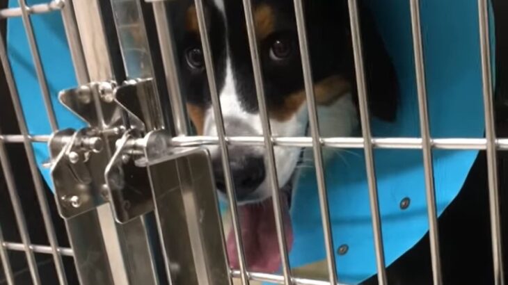 飼育放棄された元保護犬が優しいお姉さんになるまで…「涙が止まらない」「父ちゃんの愛が伝わる」生い立ちに70万人が感動(ブログ)