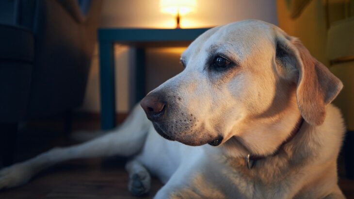 老犬が『夜に寝ない』のはなぜ？　4つの原因とそれぞれの対処法とは？(ブログ)