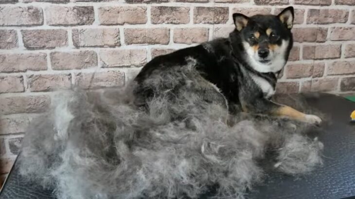 こんなに抜けるの？柴犬の換毛期が衝撃的だと話題に 「毛が抜けてるってより溢れ出てる」「なんだろう永遠にみてられる」(ブログ)