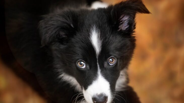 犬が人の顔をジッと見てくるのはなぜ？4つの理由や心理を徹底解説(ブログ)