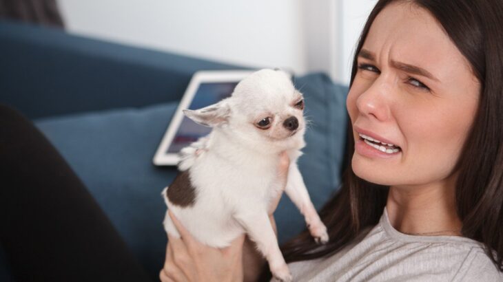 『犬の飼い主に向いていない人』の特徴4選　飼う前に必ず考えるべきライフスタイルの変化とは(ブログ)