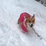 久しぶりの雪に喜びを爆発させるコーギーさん♡楽しそうに雪遊びをする姿が可愛すぎると話題(ブログ)