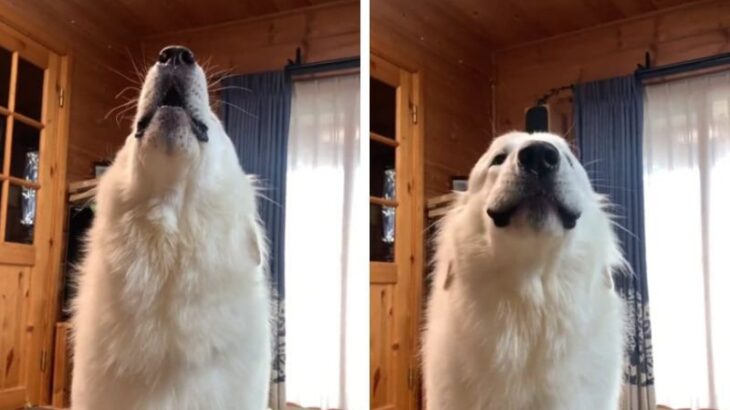 超大型犬が披露する圧巻の『犬語』に中毒者続出「実写版ボンドだ…！」「イケボ過ぎて笑った」約23万のいいね集まる(ブログ)