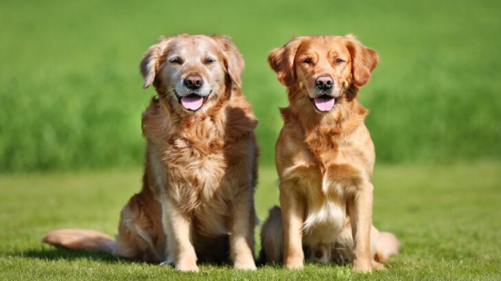 犬が7～8歳になったら？やるべき5つのこととシニアになる年齢の目安を解説(ブログ)