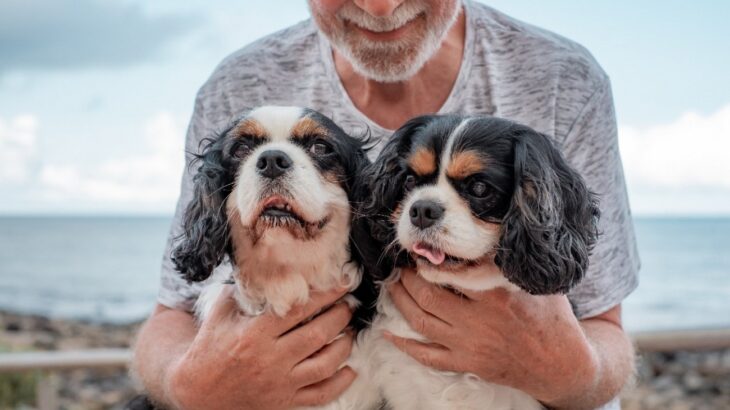 犬の老化を防ぎ遅らせるための『5つのコツ』　元気でいてもらう秘訣に「すぐに取り入れられそう」「若い頃から意識したい」(ブログ)