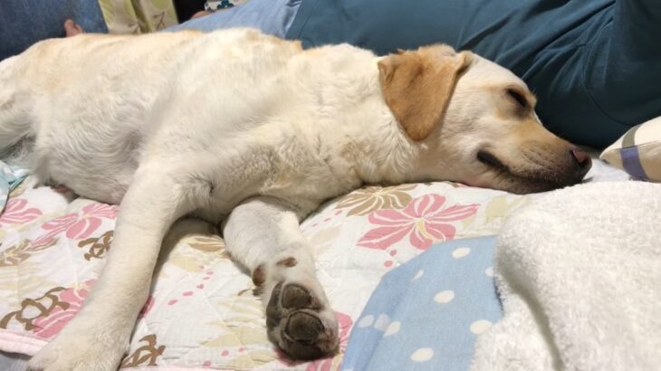 『寝るのがもったいない！』お泊りにワクワクしながら結局爆睡してしまう大型犬「修学旅行中の中学生かっｗ」「ホッコリが渋滞してる」(ブログ)
