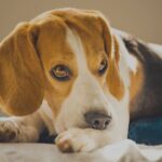 犬がストレスを溜めている『5つのサイン』 見極めるコツや発散させるためにできること(ブログ)