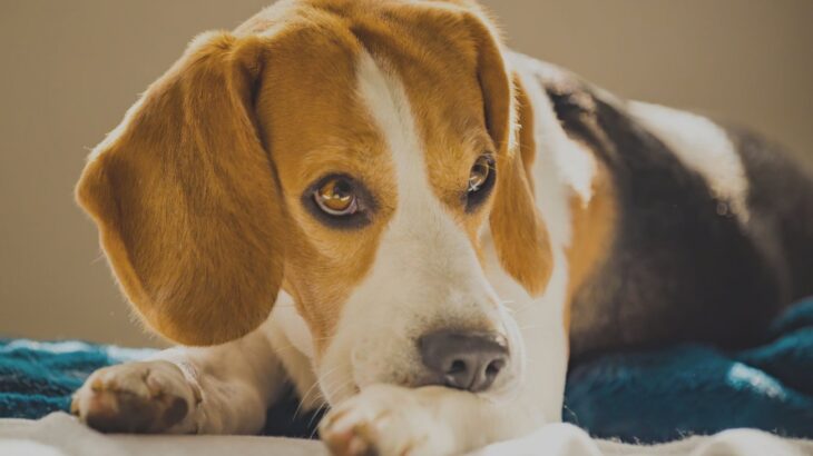 犬がストレスを溜めている『5つのサイン』 見極めるコツや発散させるためにできること(ブログ)