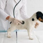 犬の慢性消化器疾患の診断指標を新しく開発(ブログ)