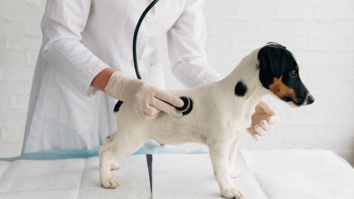 犬の慢性消化器疾患の診断指標を新しく開発(ブログ)