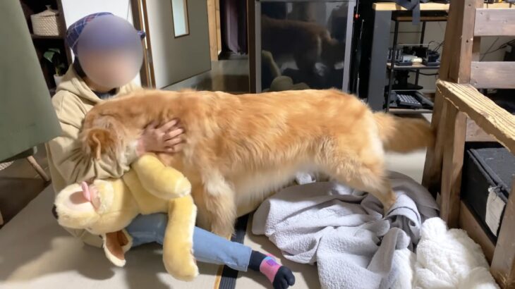 1ヶ月ぶりのばぁば登場に大喜びする大型犬　おでこ押し付け鳴く姿が感動すると話題「本当に泣いてるみたい」と269万再生を記録(ブログ)