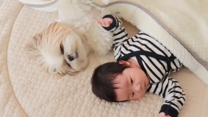 わんこと赤ちゃんが1か月暮らした結果…愛に溢れた姿に感動の声「立派なお兄ちゃんで涙出る」「優しい時間が愛おしい」(ブログ)