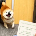 ワンコに『病院の診察券』を見せた結果…テンションMAX状態から急変する姿に720万人が爆笑「一生懸命見ないふり可愛すぎ」(ブログ)