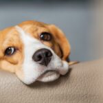 犬があなたを無視する理由とは？　その5つの心理に「嫌われてるわけではないのか」「気持ちを考えてあげよう」(ブログ)
