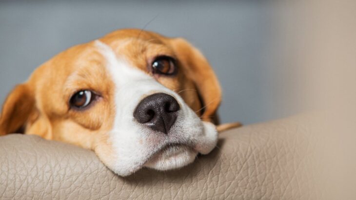 犬があなたを無視する理由とは？　その5つの心理に「嫌われてるわけではないのか」「気持ちを考えてあげよう」(ブログ)