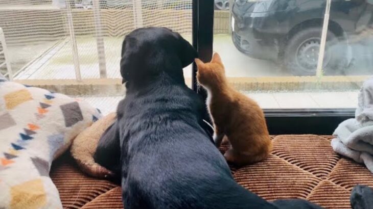 真似っこしてくる子猫を温かく見守る大型犬…仲良く寄り添う姿に絶賛の声「良いコンビ」「安心するんだね」癒される人が続出(ブログ)