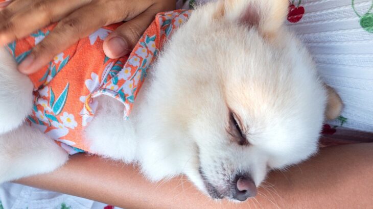 犬が飼い主の上に乗って寝るときの心理5選　わざわざ上ってくる理由に「可愛すぎる」「今すぐ愛でたい」(ブログ)