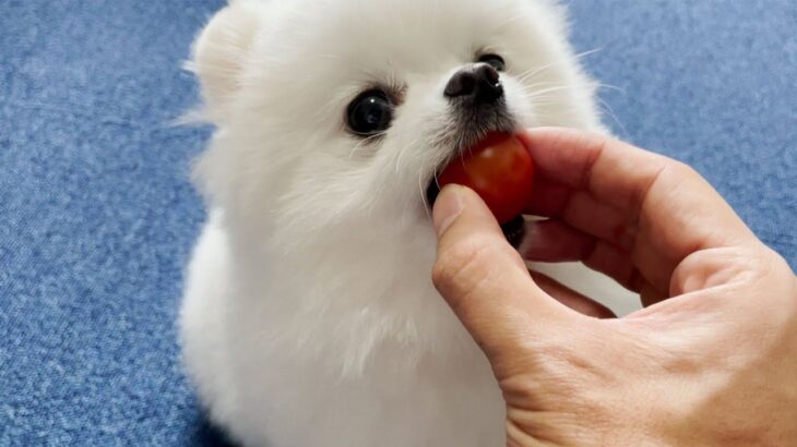 犬が初めてトマトを食べた結果…衝撃的な可愛さで337万人悶絶「全然食べれてなくて草」「野生で生きていけない感がたまらん」(ブログ)