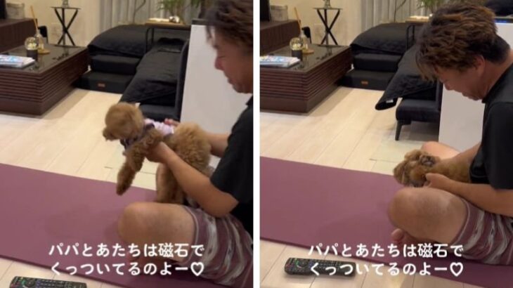 パパが好き過ぎて何度離しても『磁石』のように戻ってきてしまうトイプーが可愛すぎる！「早すぎて完全に磁石犬」「まさに溺愛」(ブログ)