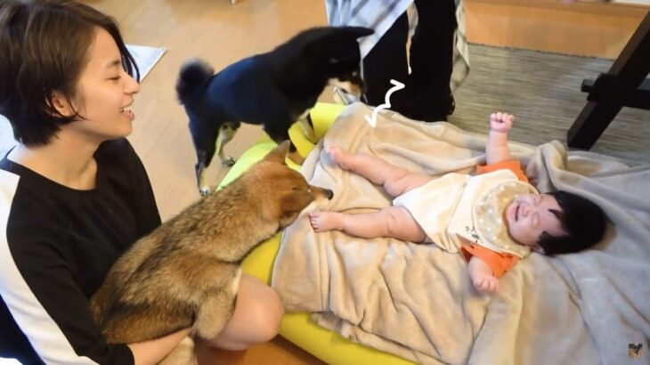 犬と赤ちゃんの『ママ争奪戦』がかわいすぎて悶絶…！嫉妬する柴犬2匹の姿に「混ざっていいですか」「全員癒し」と68万再生(ブログ)