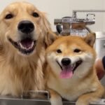 予想外の場所に凸凹コンビの反応が可愛すぎ「無邪気に遊ぶ姿が笑えちゃう」「まさかのシャンプーwww」(ブログ)