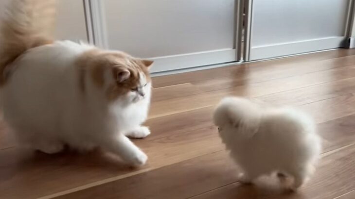 猫が勇気を出して子犬と仲良くなろうとした結果…ビビりまくってしまう光景に148万人ほっこり「癒し」「ぬいぐるみが動いてる」(ブログ)