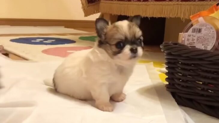 『あの時ああしていれば…』チワワ兄妹の飼い主さんが語る多頭飼育の後悔とは？「勉強になりました」「愛情が伝わってきます」(ブログ)