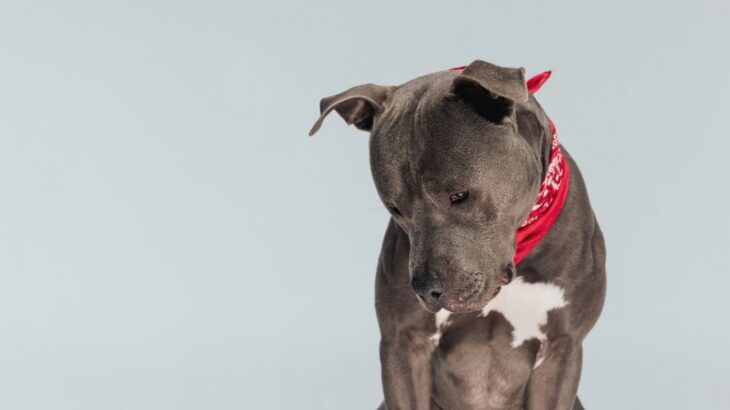 犬が精神的に弱っている「5つのサイン」　過剰なストレスがかかっている時の仕草や行動、症状とは？(ブログ)