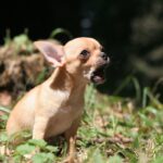 犬の『無駄吠え』は存在しない！そう言われる4つの理由と理解するためにできることに「全飼い主に知ってほしい」の声(ブログ)